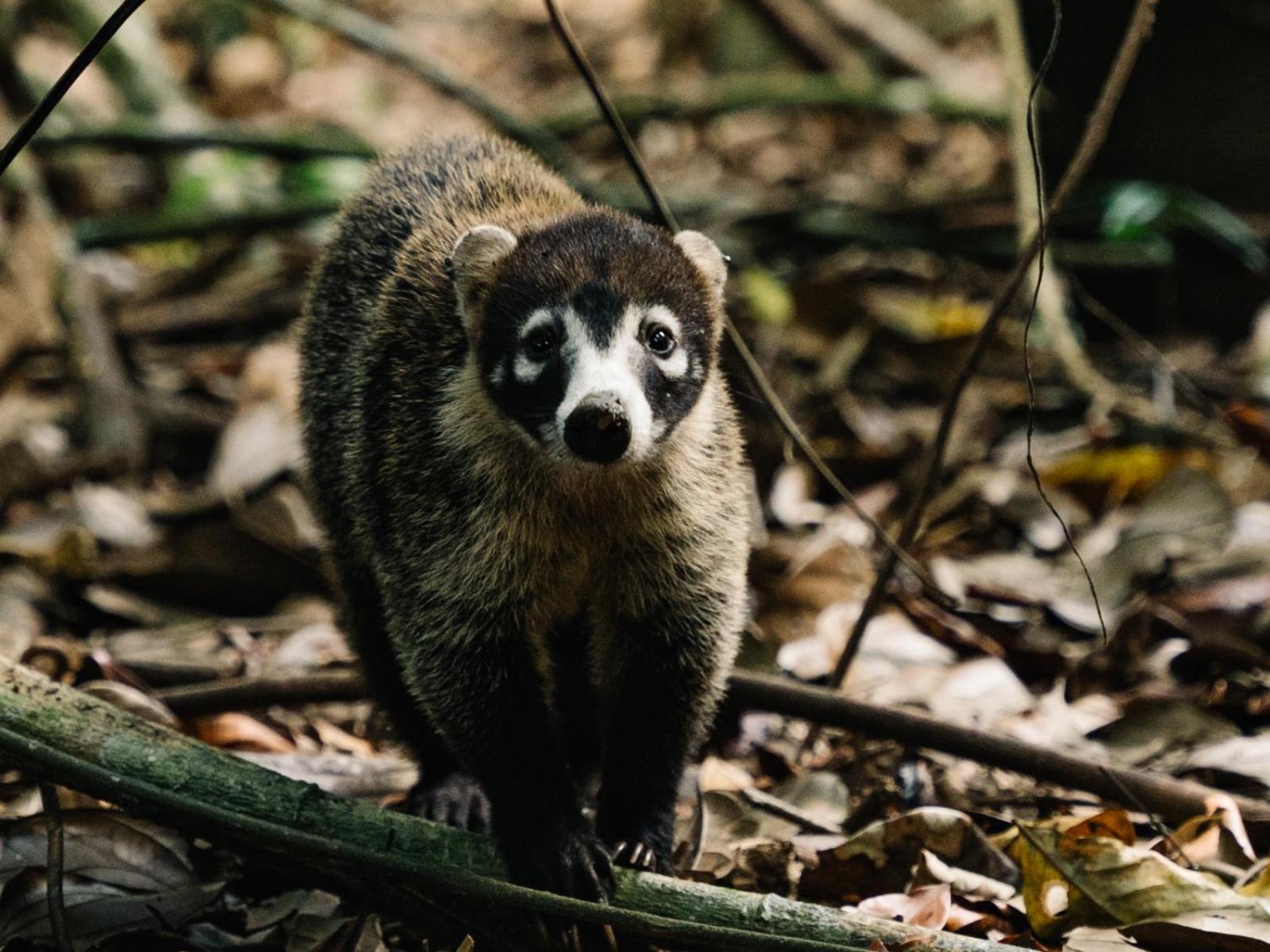 Хостел Corcovado Adventures Драке Экстерьер фото