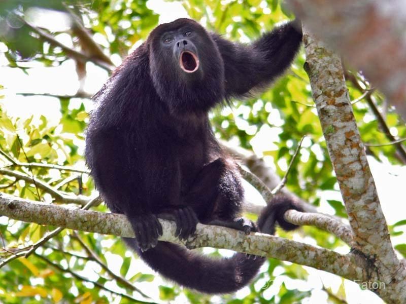Хостел Corcovado Adventures Драке Экстерьер фото